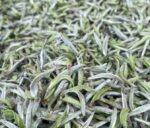 wild silver needle white tea dried tea leaves