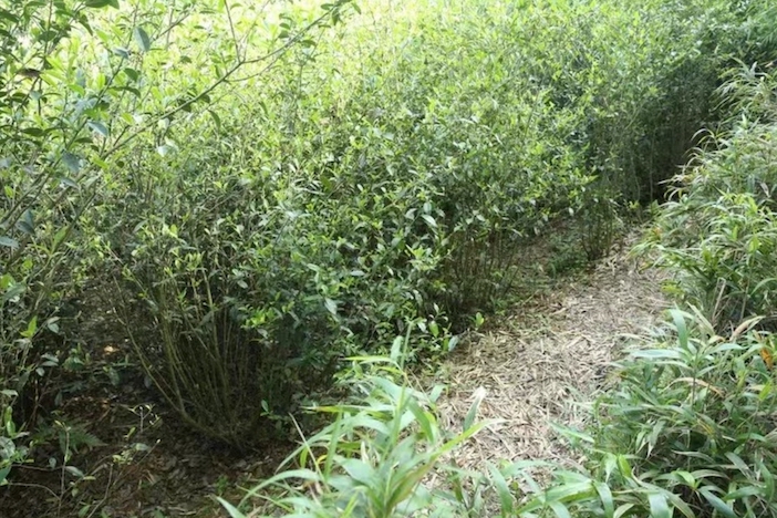 wild silver needle white tea plant