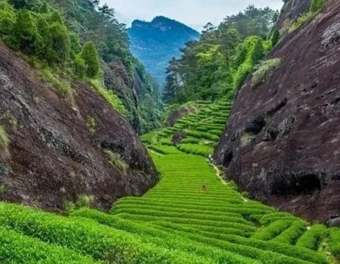 cassia tea production area