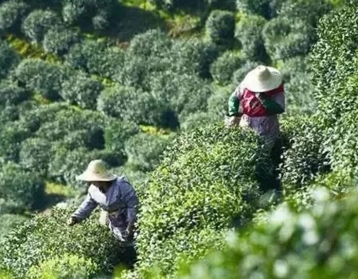 osmanthus guihua long jing tea leaf