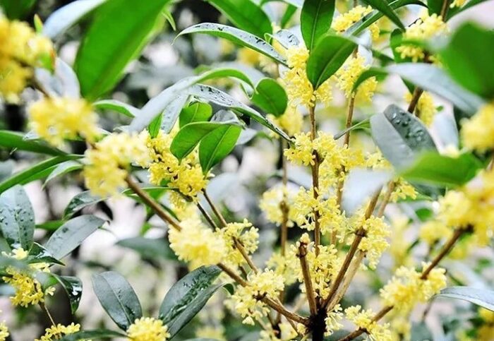 osmanthus guihua long jing flower