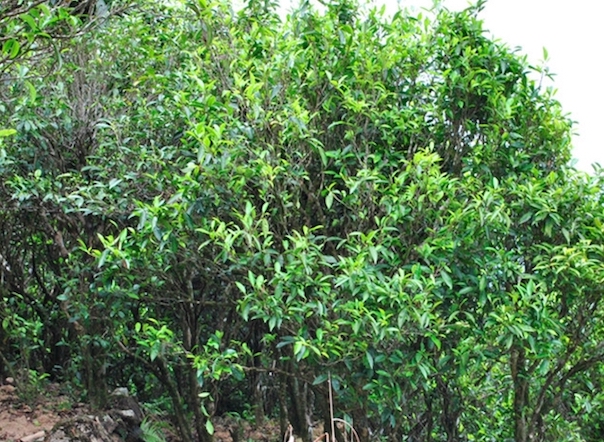 phoenix dancong qing zhu si tea plant