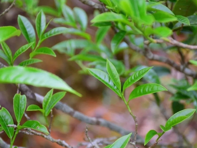 phoenix dancong qing zhu si tea plant