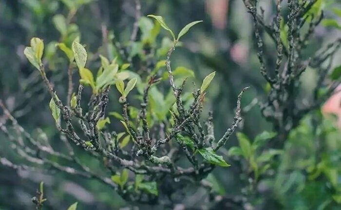 phoenix dancong ZhiLanXiang tea plant