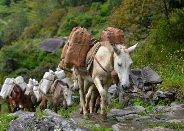 anhua heicha ancient tea route