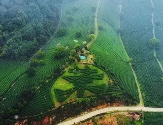 jiuqu hongmei tea plant garden